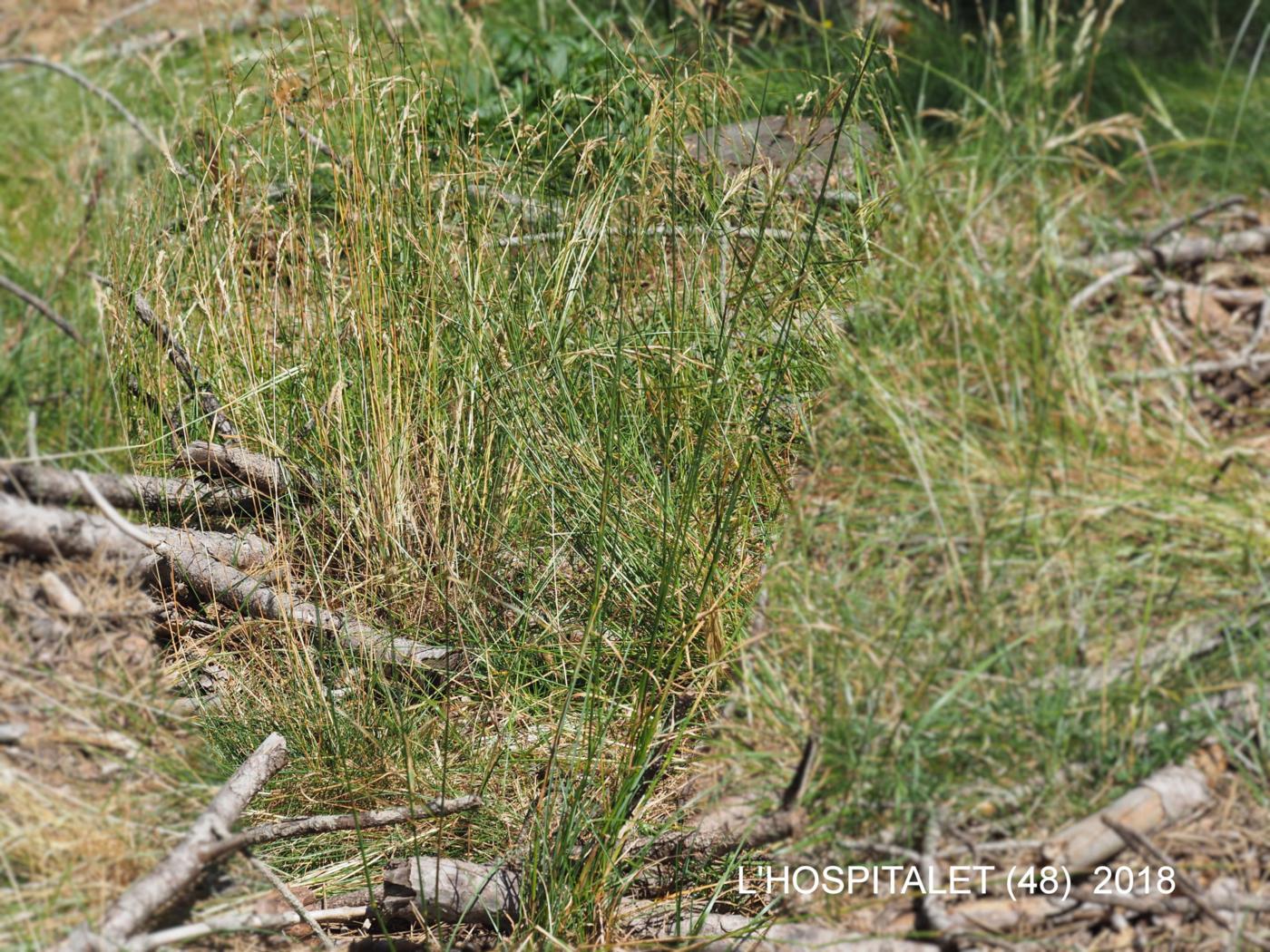 Fescue, Auquier's plant